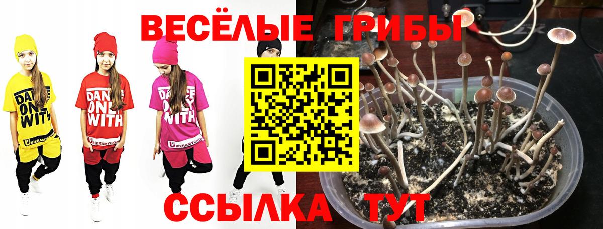 где купить наркоту  Псилоцибиновые грибы ЛСД  Вход с VPN  Братск 